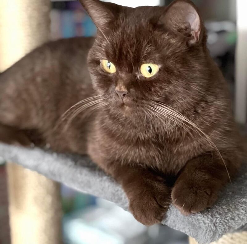 British Shorthair kittens for sale in Orpington, Bromley, Greater London – 9 months old - Image 6 of 10