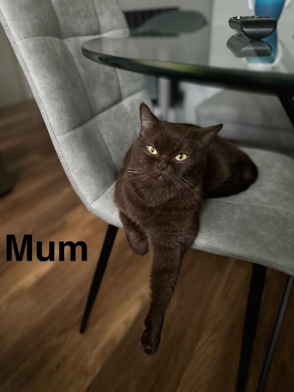 British Shorthair kittens for sale in Orpington, Bromley, Greater London – 9 months old - Image 7 of 10