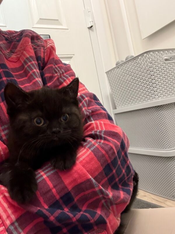 British Shorthair kittens for sale in Orpington, Bromley, Greater London – 9 months old - Image 8 of 10