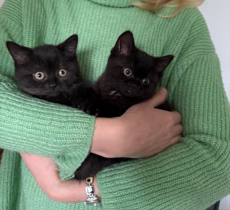 British Shorthair kittens for sale in Orpington, Bromley, Greater London – 9 months old - Image 9 of 10