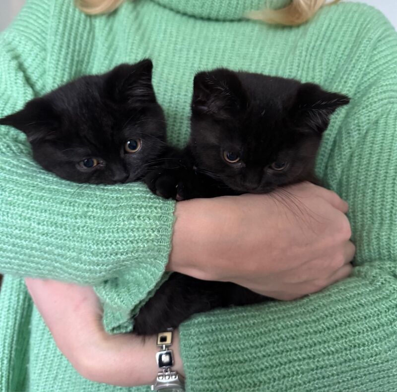 British Shorthair kittens for sale in Orpington, Bromley, Greater London – 9 months old - Image 10 of 10