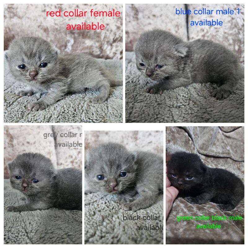British shorthair kittens available