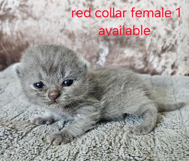 British shorthair kittens available - Image 2 of 8