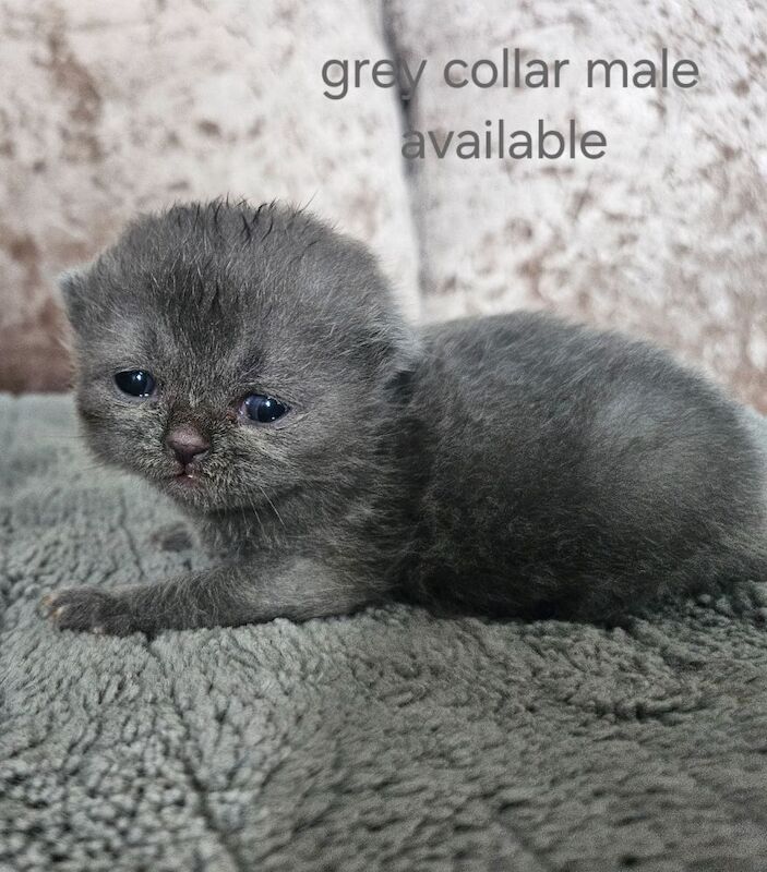British shorthair kittens available - Image 3 of 8