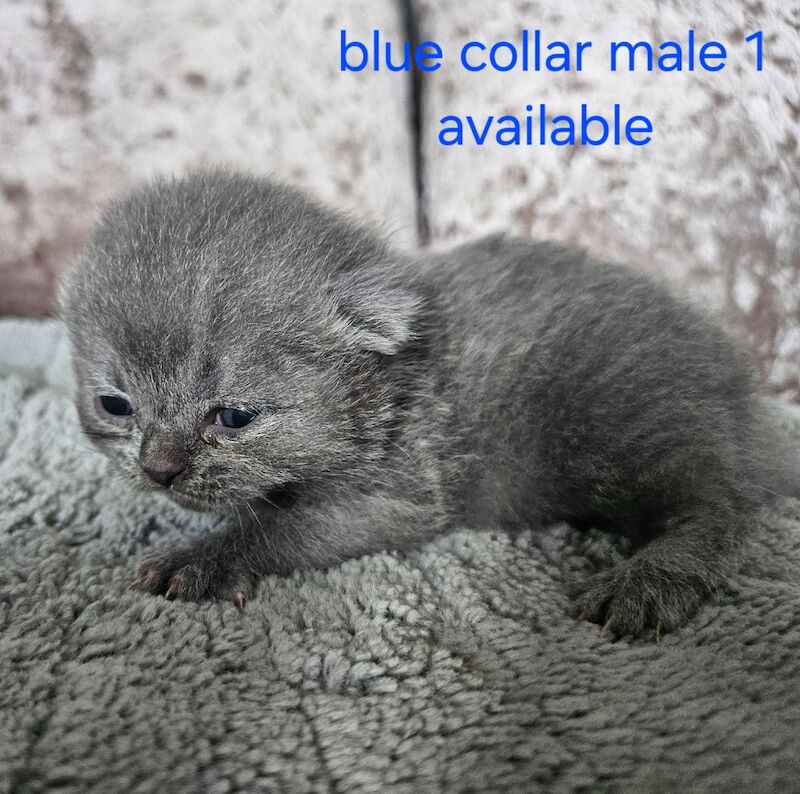 British shorthair kittens available - Image 4 of 8