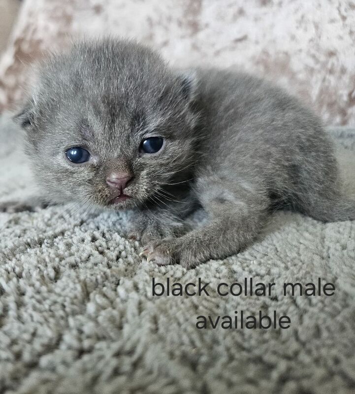 British shorthair kittens available - Image 5 of 8