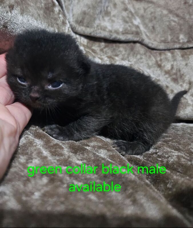 British shorthair kittens available - Image 6 of 8