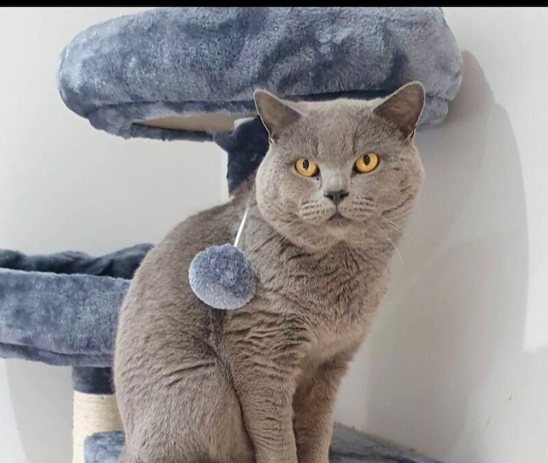 British shorthair kittens available - Image 8 of 8