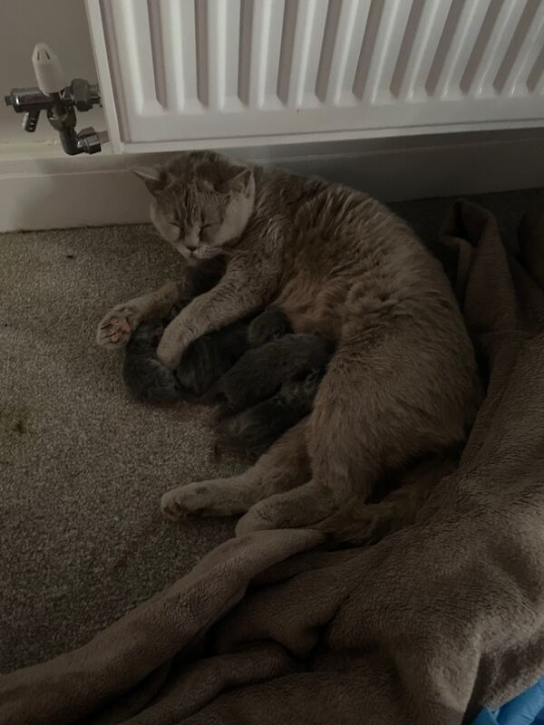 British Shorthair kittens for sale in Leeds, West Yorkshire – 8 weeks old