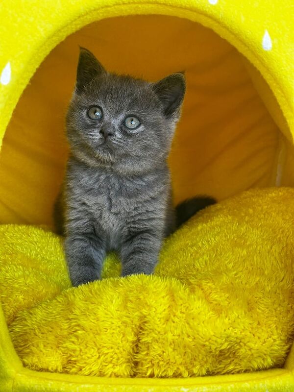 British Shorthair kittens for sale in Alvaston, Derbyshire – 9 weeks old