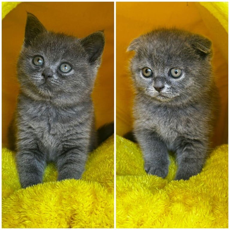 British Shorthair kittens for sale in Alvaston, Derbyshire – 9 weeks old - Image 2 of 3