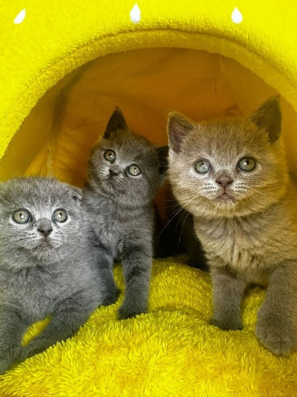 British Shorthair kittens for sale in Alvaston, Derbyshire – 9 weeks old - Image 3 of 3
