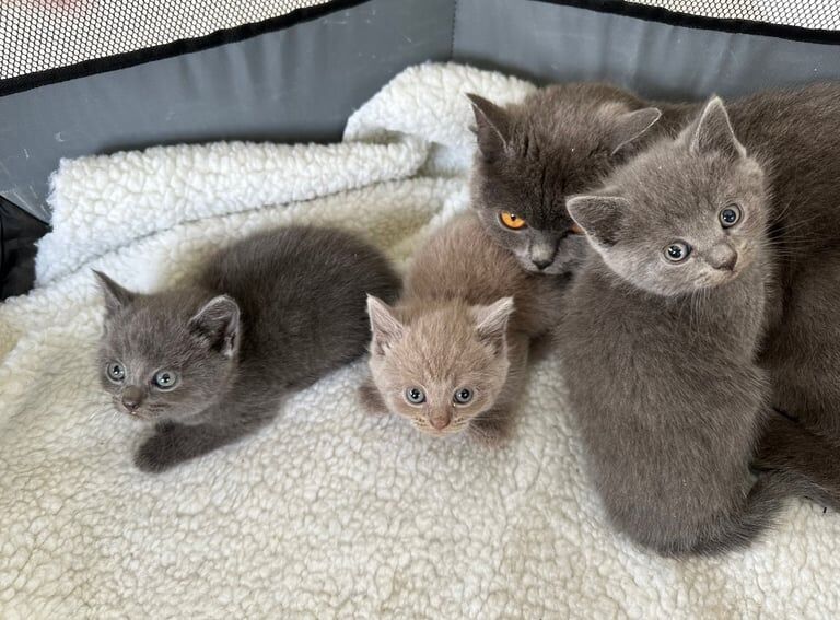 British Shorthair kittens for sale in Pulborough, West Sussex – 9 weeks old