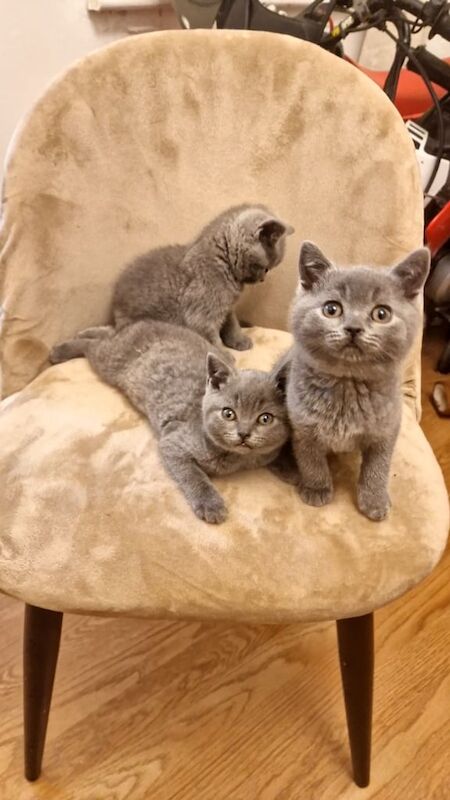 British Shorthair kittens for sale in Ilford, Greater London – 10 weeks old