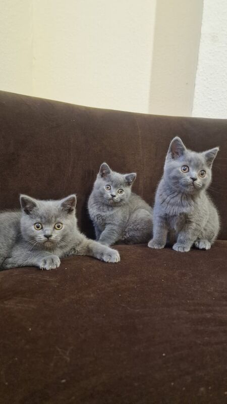British Shorthair kittens for sale in Ilford, Greater London – 10 weeks old - Image 2 of 3