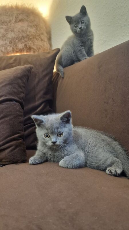British Shorthair kittens for sale in Ilford, Greater London – 10 weeks old - Image 3 of 3