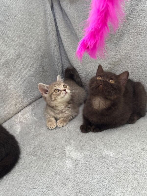 British Shorthair kittens for sale in Telford, Shropshire – 7 weeks old