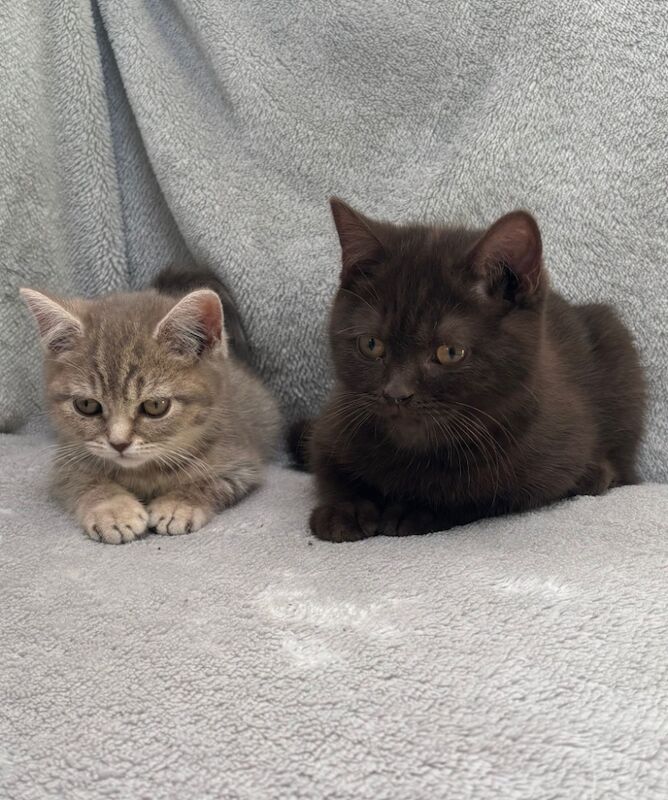 British Shorthair kittens for sale in Telford, Shropshire – 7 weeks old - Image 2 of 10