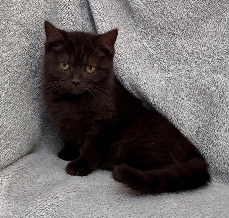 British Shorthair kittens for sale in Telford, Shropshire – 7 weeks old - Image 3 of 10
