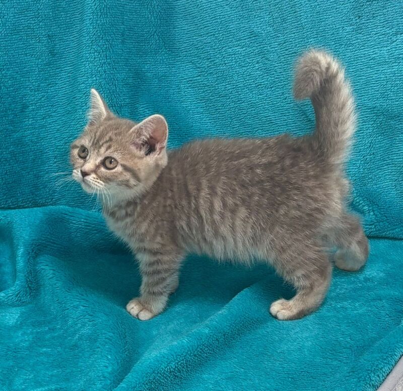 British Shorthair kittens for sale in Telford, Shropshire – 7 weeks old - Image 4 of 10