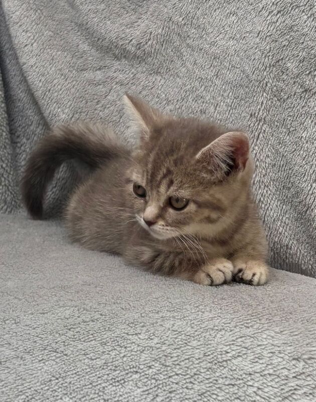 British Shorthair kittens for sale in Telford, Shropshire – 7 weeks old - Image 5 of 10
