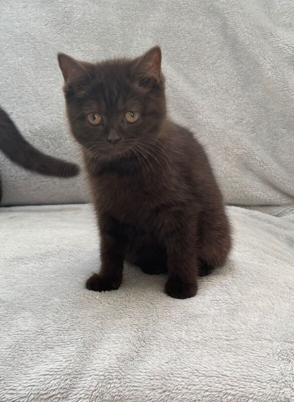British Shorthair kittens for sale in Telford, Shropshire – 7 weeks old - Image 6 of 10