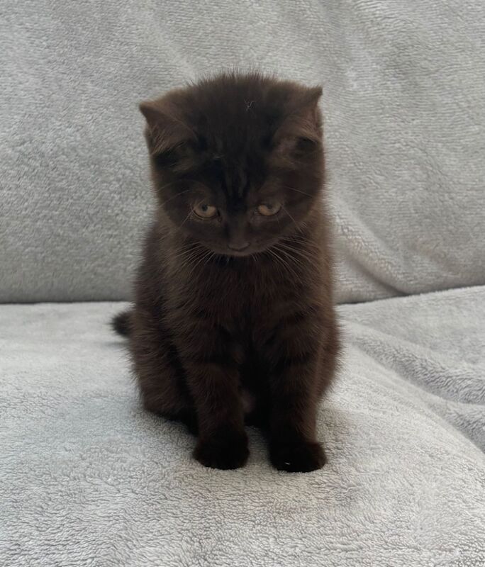 British Shorthair kittens for sale in Telford, Shropshire – 7 weeks old - Image 7 of 10