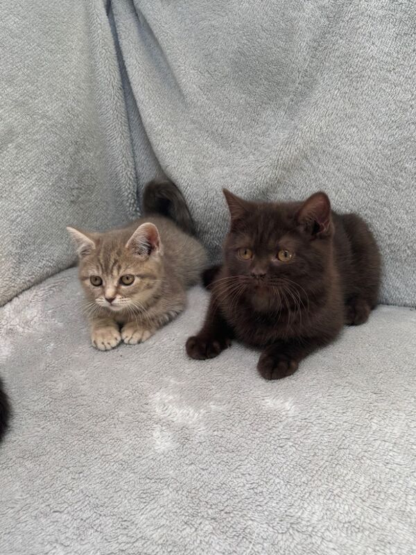 British Shorthair kittens for sale in Telford, Shropshire – 7 weeks old - Image 8 of 10