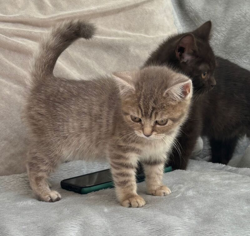 British Shorthair kittens for sale in Telford, Shropshire – 7 weeks old - Image 9 of 10