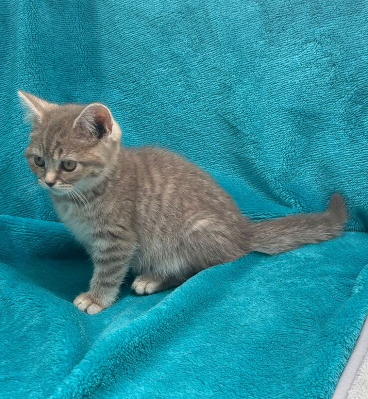 British Shorthair kittens for sale in Telford, Shropshire – 7 weeks old - Image 10 of 10
