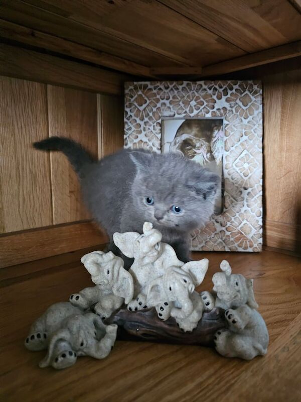 British Shorthair kittens for sale in Cambridge, Cambridgeshire – 9 months old - Image 2 of 3
