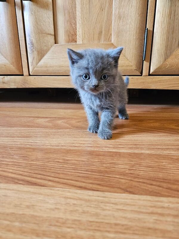British Shorthair kittens for sale in Cambridge, Cambridgeshire – 9 months old - Image 3 of 3