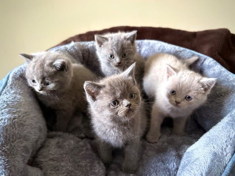 British Shorthair Kittens for Sale in Cambridge, Cambridgeshire