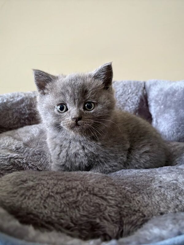 British Shorthair Kittens for Sale in Cambridge, Cambridgeshire | Image 2