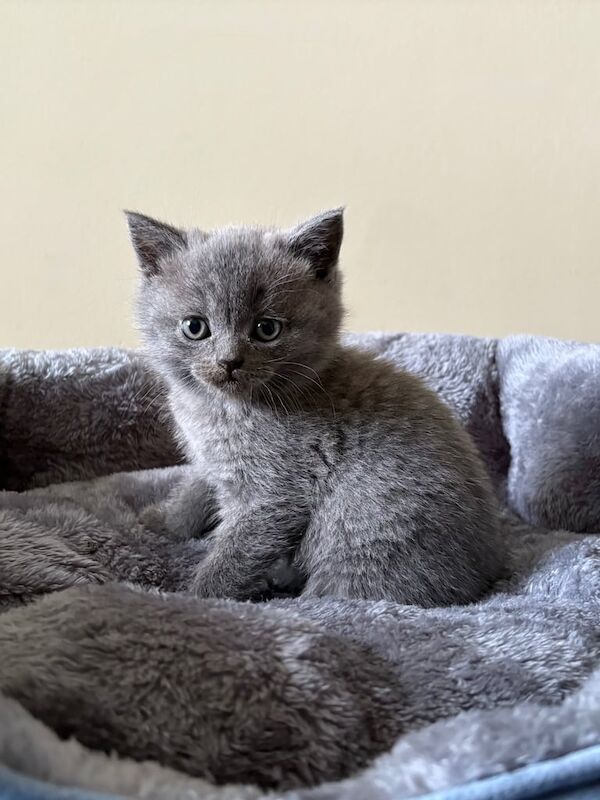 British Shorthair Kittens for Sale in Cambridge, Cambridgeshire | Image 3