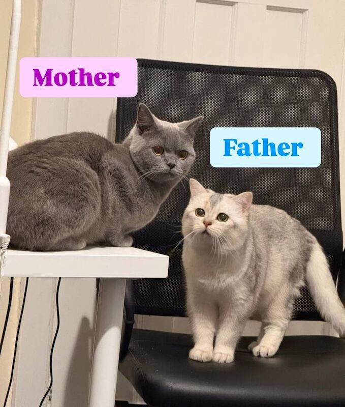 British Shorthair Kittens for Sale 🐾🐾🐾🐾🐾 for sale in Aberdeen, City of Aberdeen