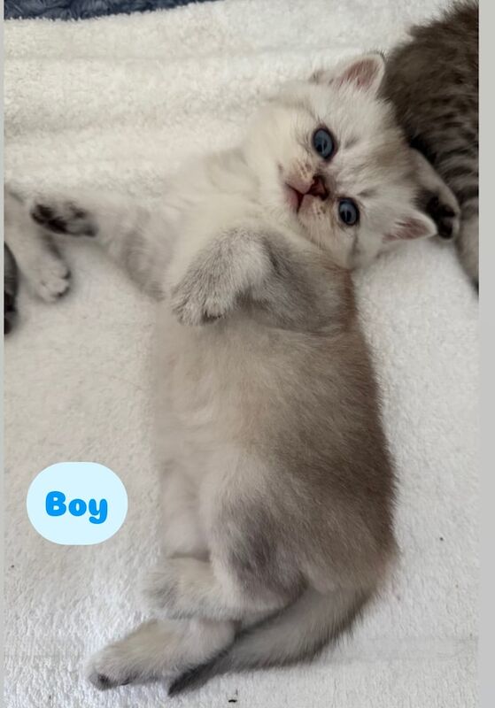 British Shorthair Kittens for Sale 🐾🐾🐾🐾🐾 for sale in Aberdeen, City of Aberdeen | Image 2