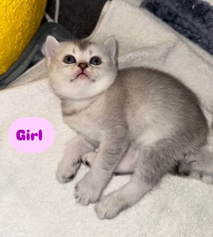 British Shorthair Kittens for Sale 🐾🐾🐾🐾🐾 for sale in Aberdeen, City of Aberdeen - Image 3