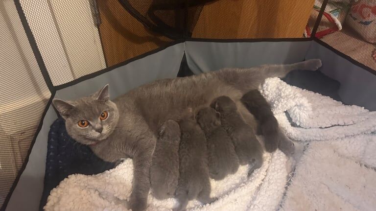 British shorthair kittens for sale in Barking, Greater London