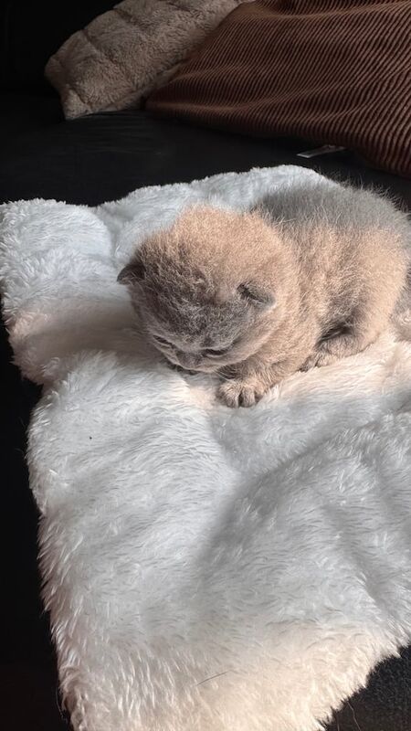 British shorthair kittens for sale in Barking, Greater London | Image 2