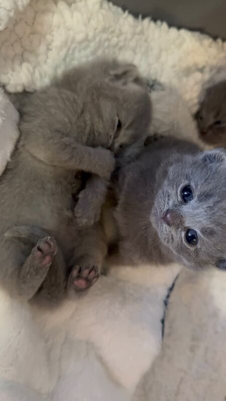 British shorthair kittens for sale in Barking, Greater London | Image 3