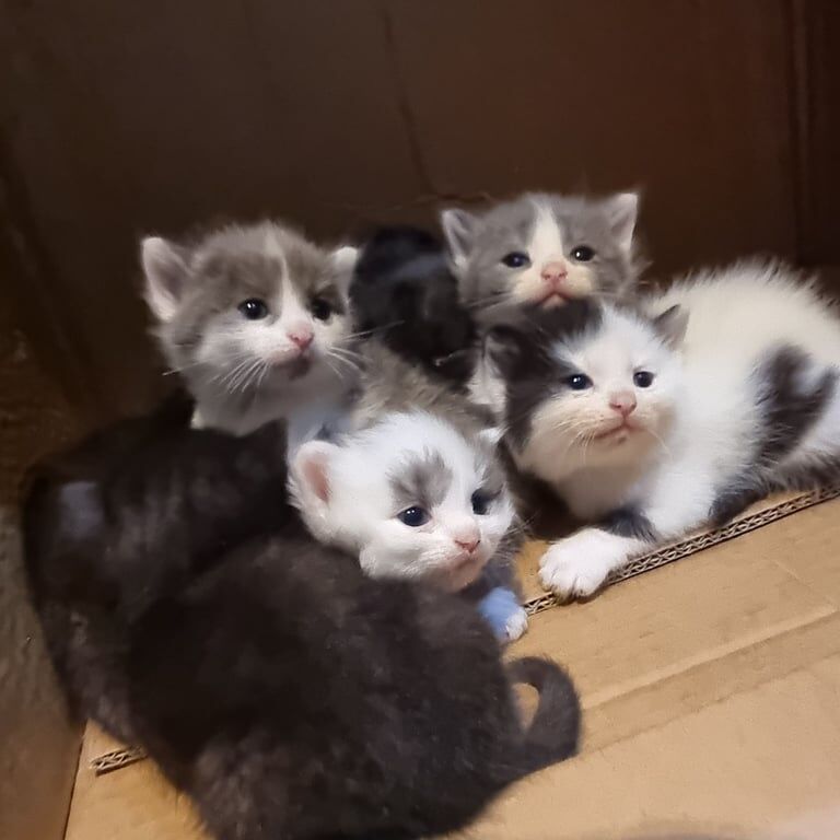 British Shorthair kittens for sale in Hodgehill, West Midlands – 7 weeks old