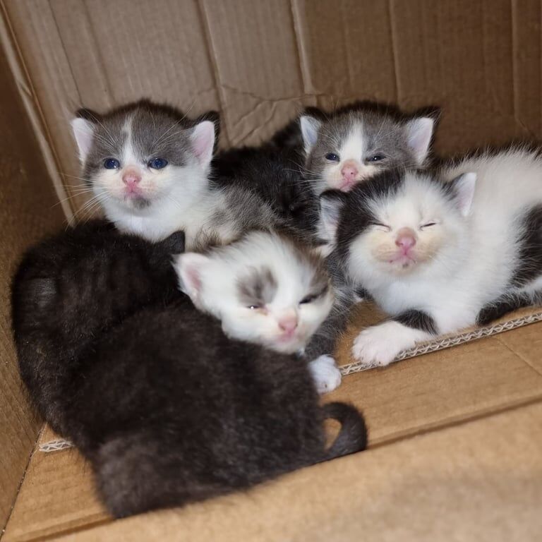 British Shorthair kittens for sale in Hodgehill, West Midlands – 7 weeks old - Image 2 of 3