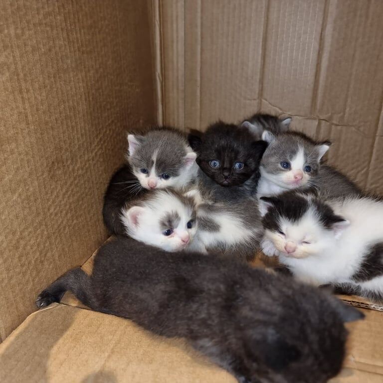 British Shorthair kittens for sale in Hodgehill, West Midlands – 7 weeks old - Image 3 of 3