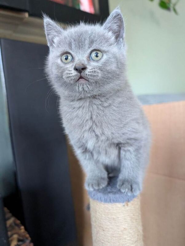 British Shorthair kittens for sale in Dungannon, County Tyrone – 5 weeks old