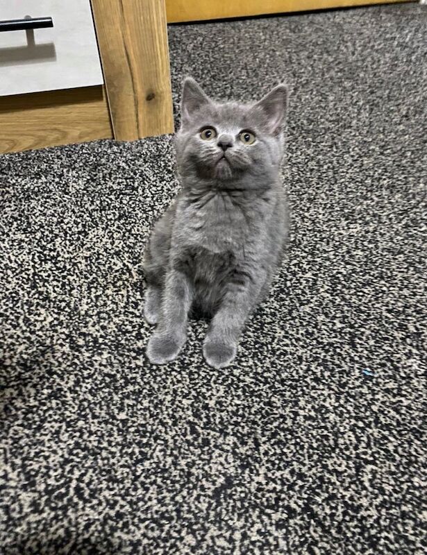 British Shorthair kittens for sale in Barking, Greater London – 8 weeks old