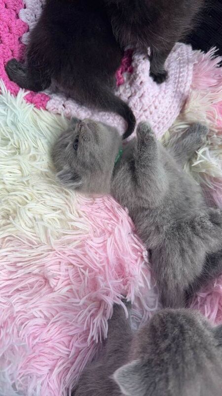 British Shorthair kittens for sale in Birmingham, West Midlands – 4 weeks old