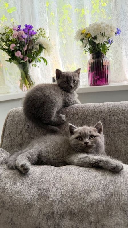 British shorthair kittens for sale - 3 boys 1 girl - Image 2 of 5