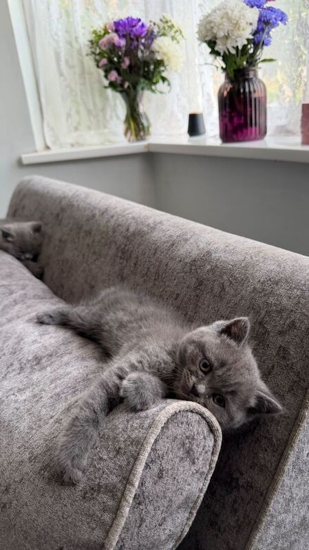 British shorthair kittens for sale - 3 boys 1 girl - Image 3 of 5