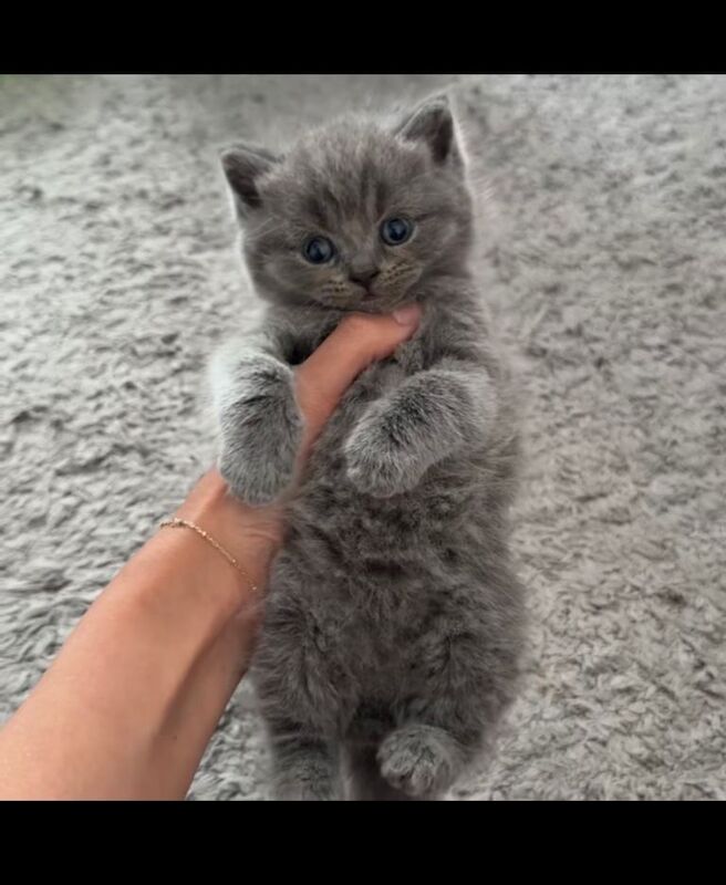 British shorthair kittens for sale - 3 boys 1 girl - Image 4 of 5